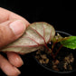 begonia sp sarikei sale Singapore potted plant leaf abaxial