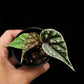 begonia sp sarikei sale Singapore potted plant top view