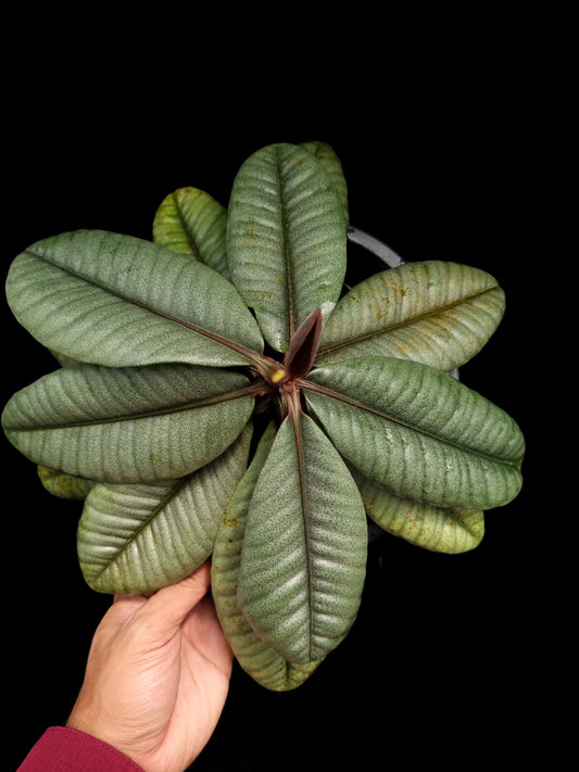 Labisia sp Kapuas Hulu rare sale potted plant Singapore top view