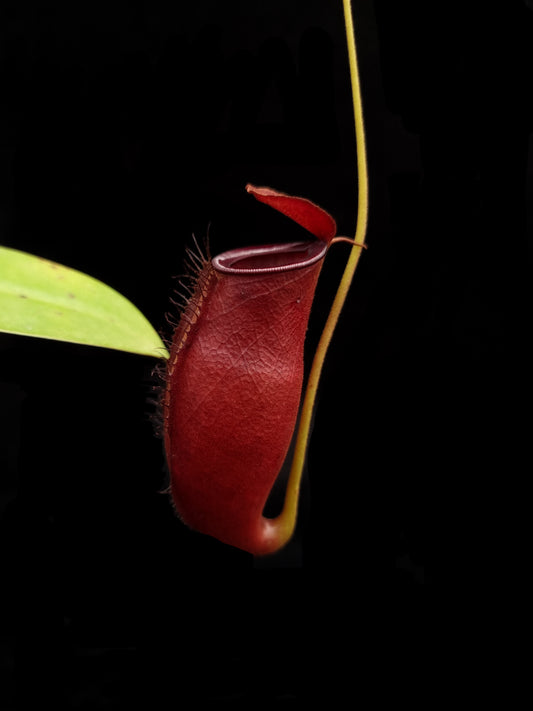 nepenthes x trichocarpa red pitcher plant carnivorous plant sale Singapore pitcher detail