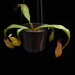 Nepenthes (mirabilis x veitchii) pitcher plant carnivorous plant sale Singapore potted plant side view