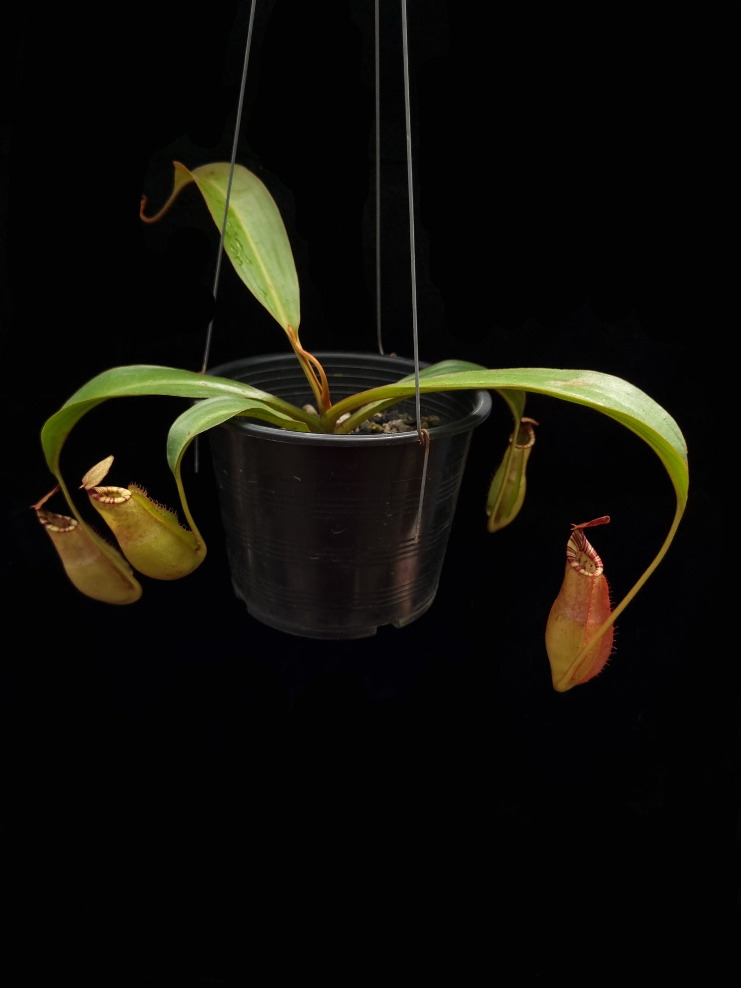 Nepenthes (mirabilis x veitchii) pitcher plant carnivorous plant sale Singapore potted plant side view