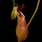 Nepenthes (mirabilis x veitchii) pitcher plant carnivorous plant sale Singapore potted plant pitcher detail