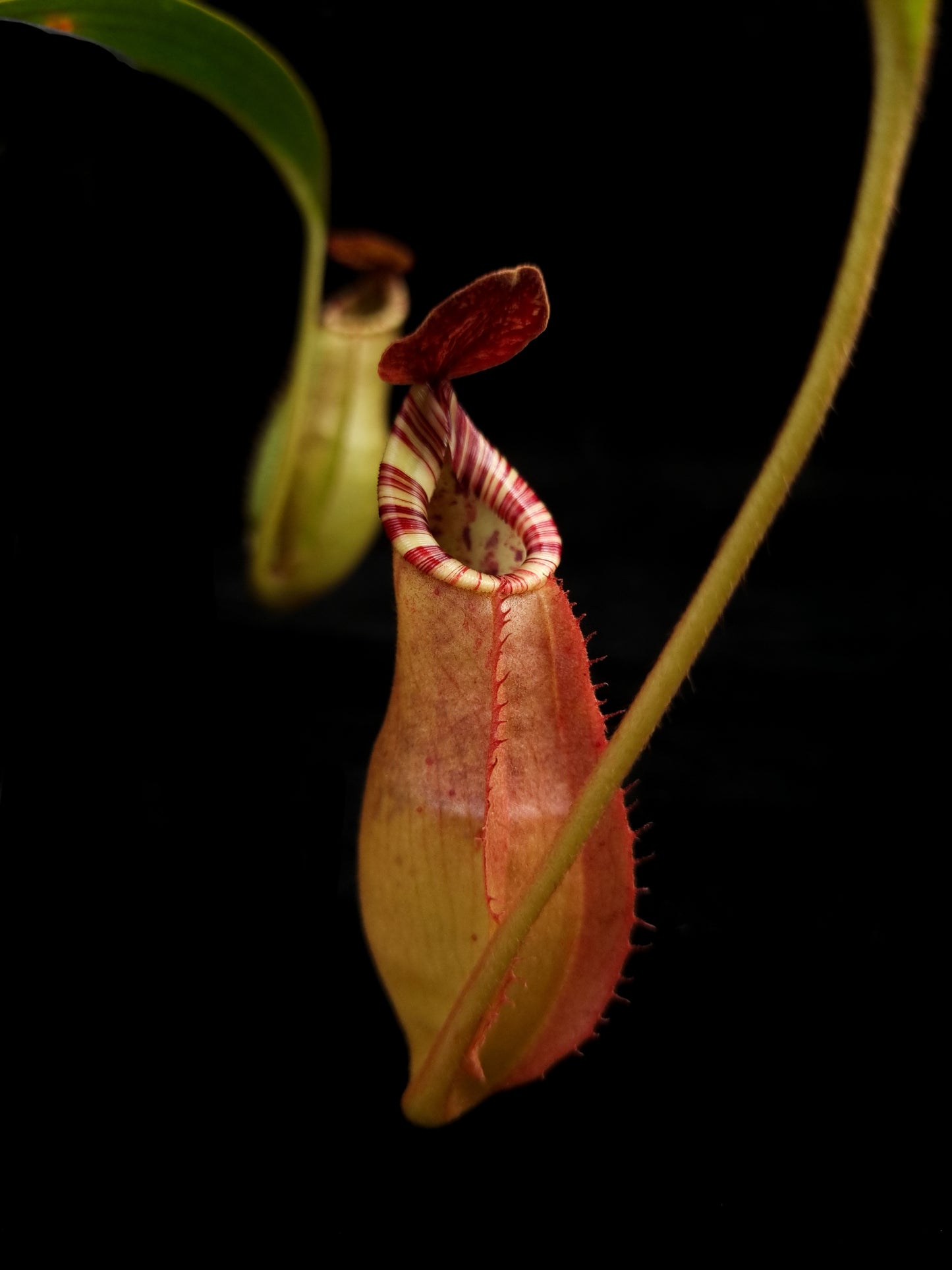 Nepenthes (mirabilis x veitchii) pitcher plant carnivorous plant sale Singapore potted plant pitcher detail