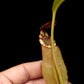 Nepenthes (mirabilis x veitchii) pitcher plant carnivorous plant sale Singapore potted plant pitcher detail