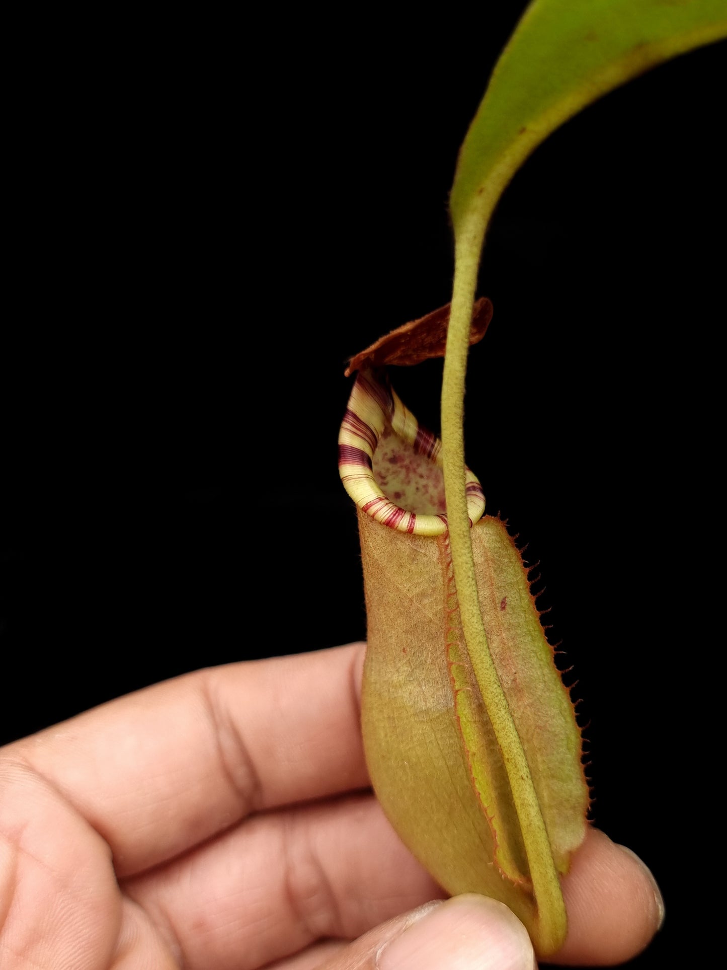 Nepenthes (mirabilis x veitchii) pitcher plant carnivorous plant sale Singapore potted plant pitcher detail