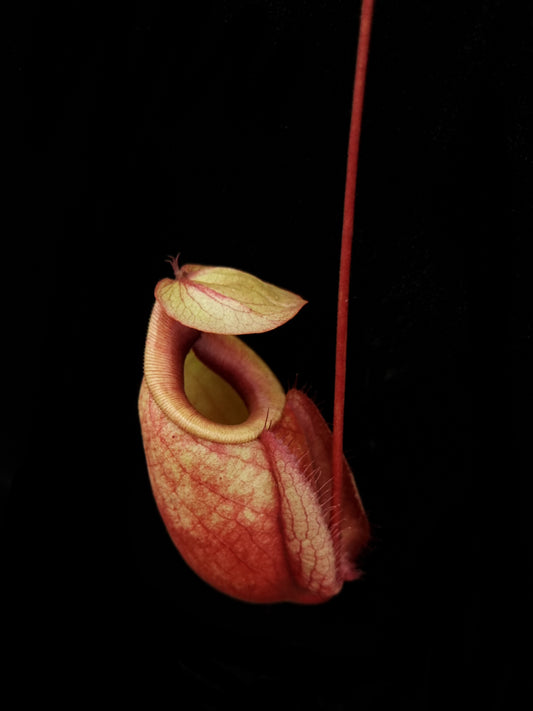 nepenthes globosa pitcher plant carnivorous plant pitcher detail