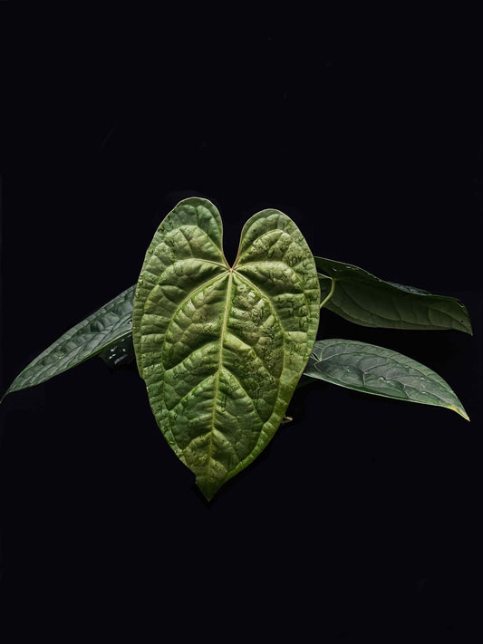 anthurium crystallinum x luxurians hybrid sale Singapore potted plant