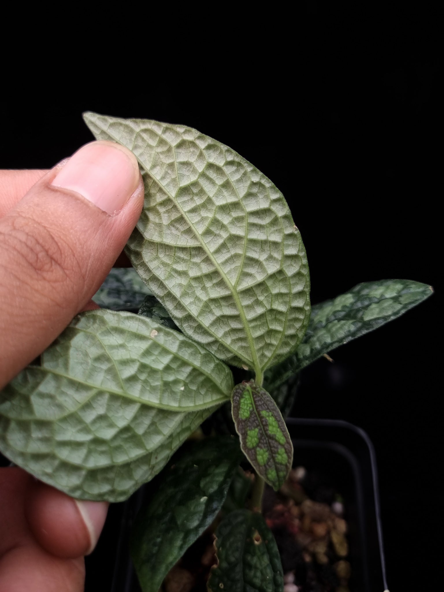 Elatostema sp. Surat Thani for sale Singapore leaf detail