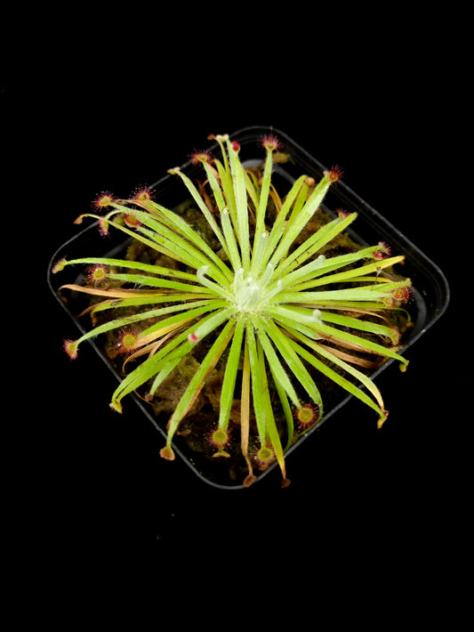 drosera aff. lanata sundew carnivorous plant sale Singapore top view