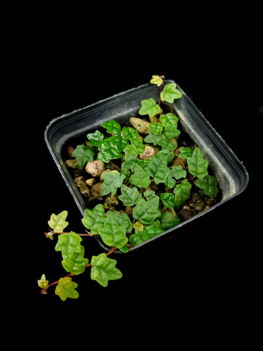 Ficus thunbergii pumila quercifolia sale Singapore terrarium plants top view