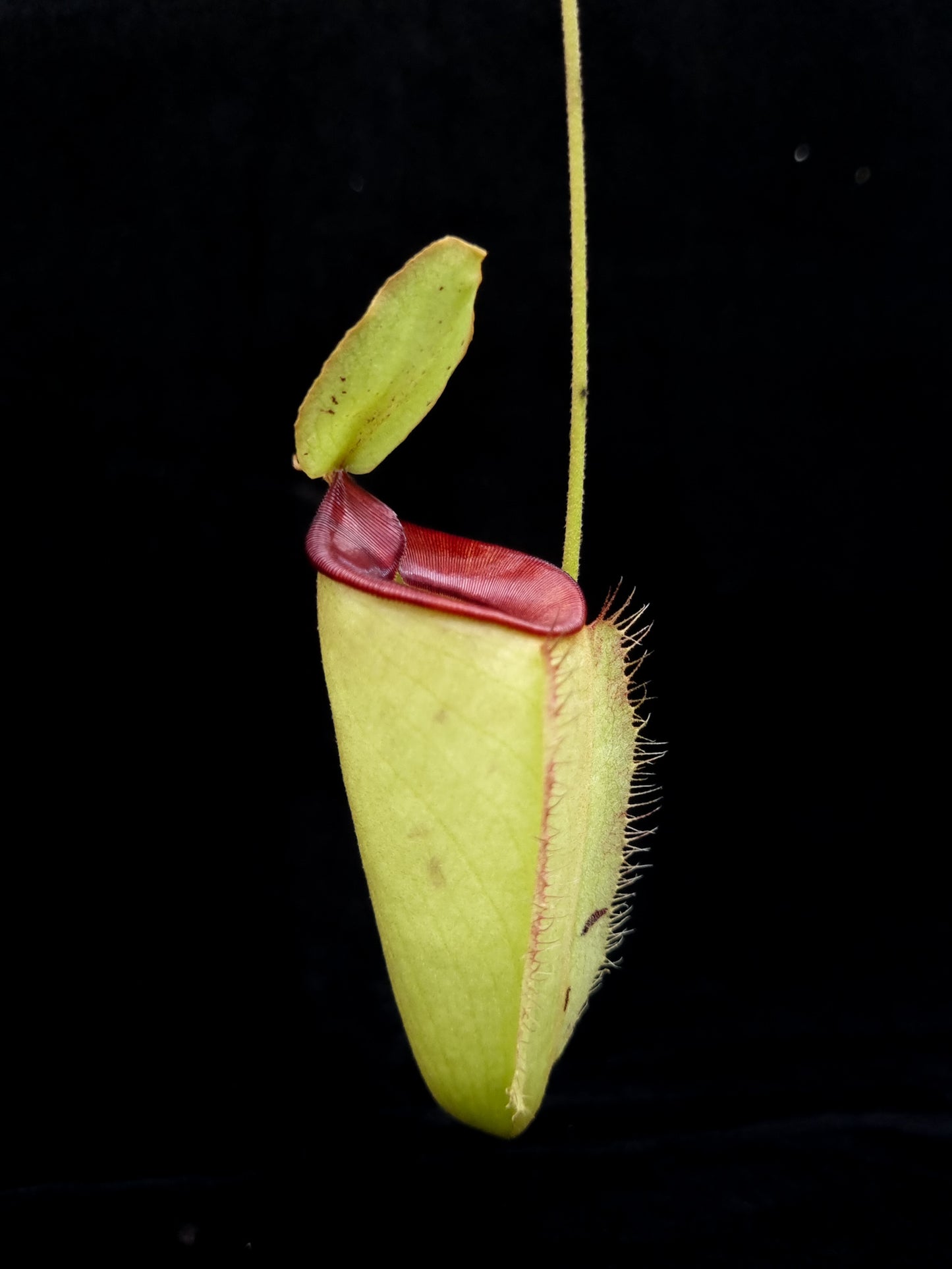 Nepenthes hookeriana pitcher plant carnivorous plants sale Singapore side view