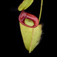 Nepenthes hookeriana pitcher plant carnivorous plants sale Singapore side view