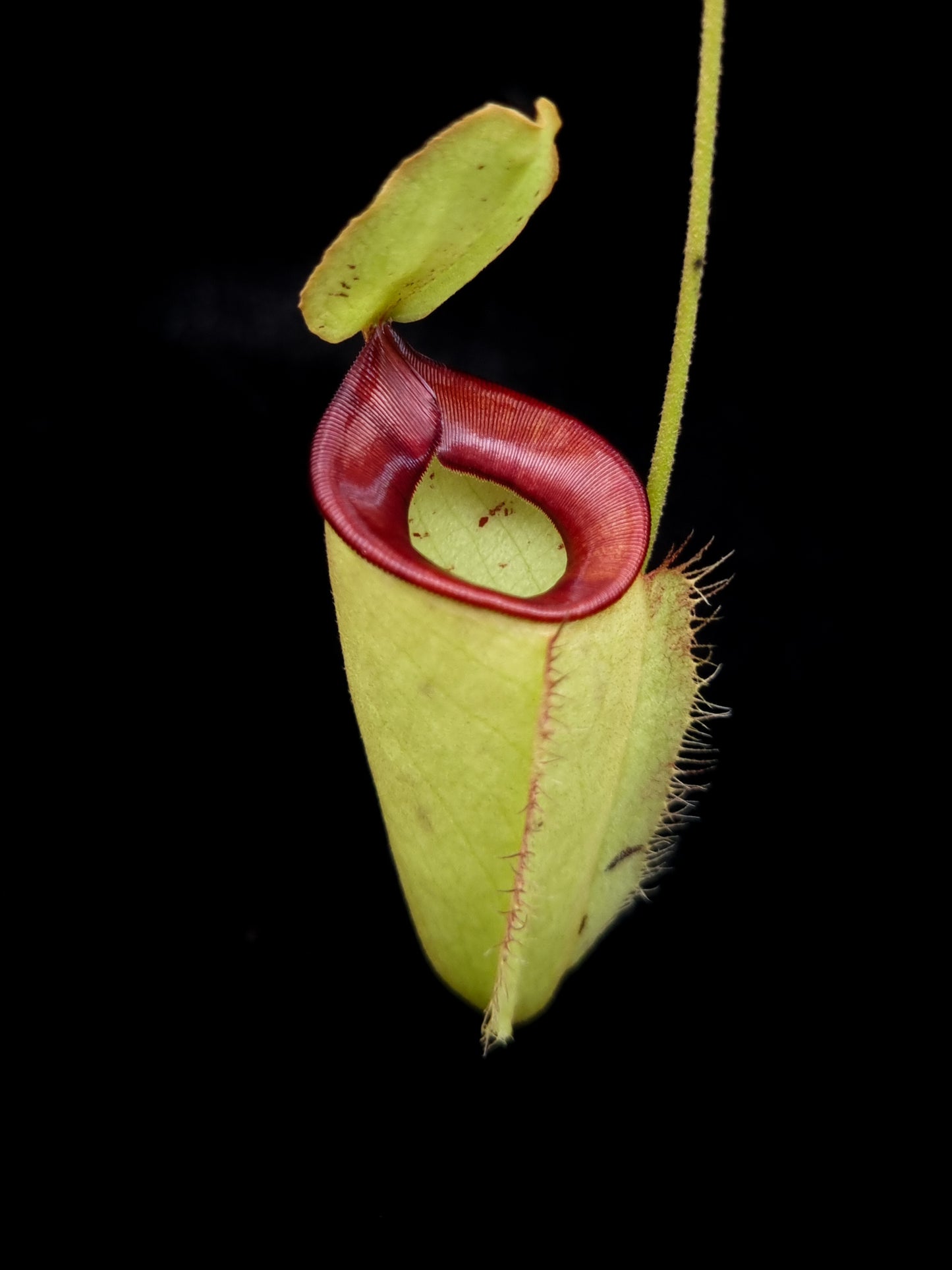 Nepenthes hookeriana pitcher plant carnivorous plants sale Singapore side view