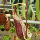 Nepenthes hemsleyana pitcher plant carnivorous plants sale Singapore lower pitcher