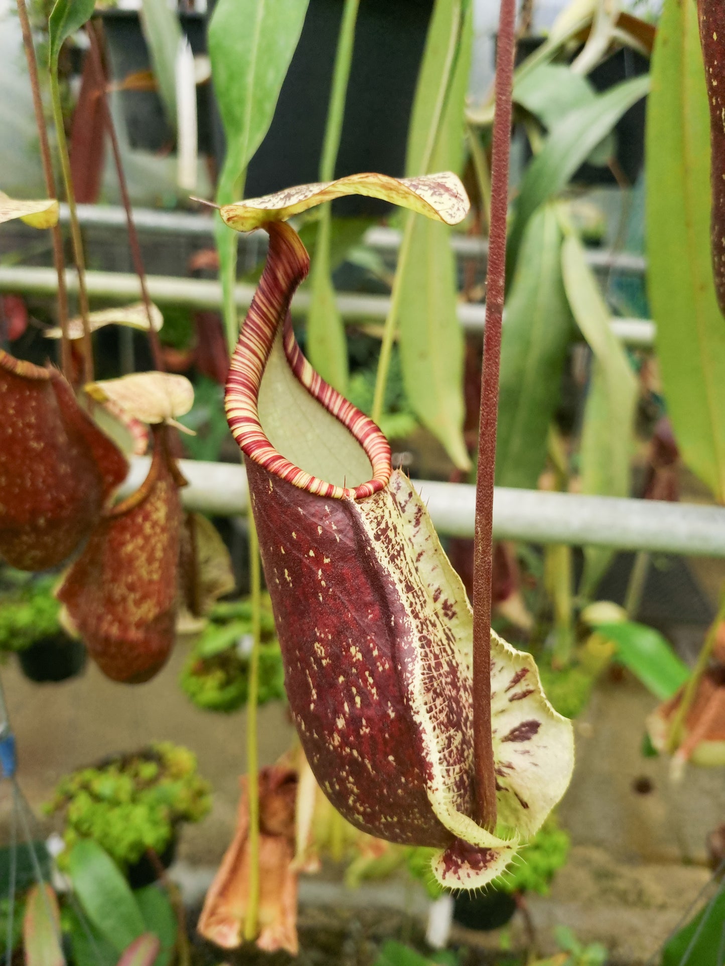 Nepenthes hemsleyana pitcher plant carnivorous plants sale Singapore lower pitcher