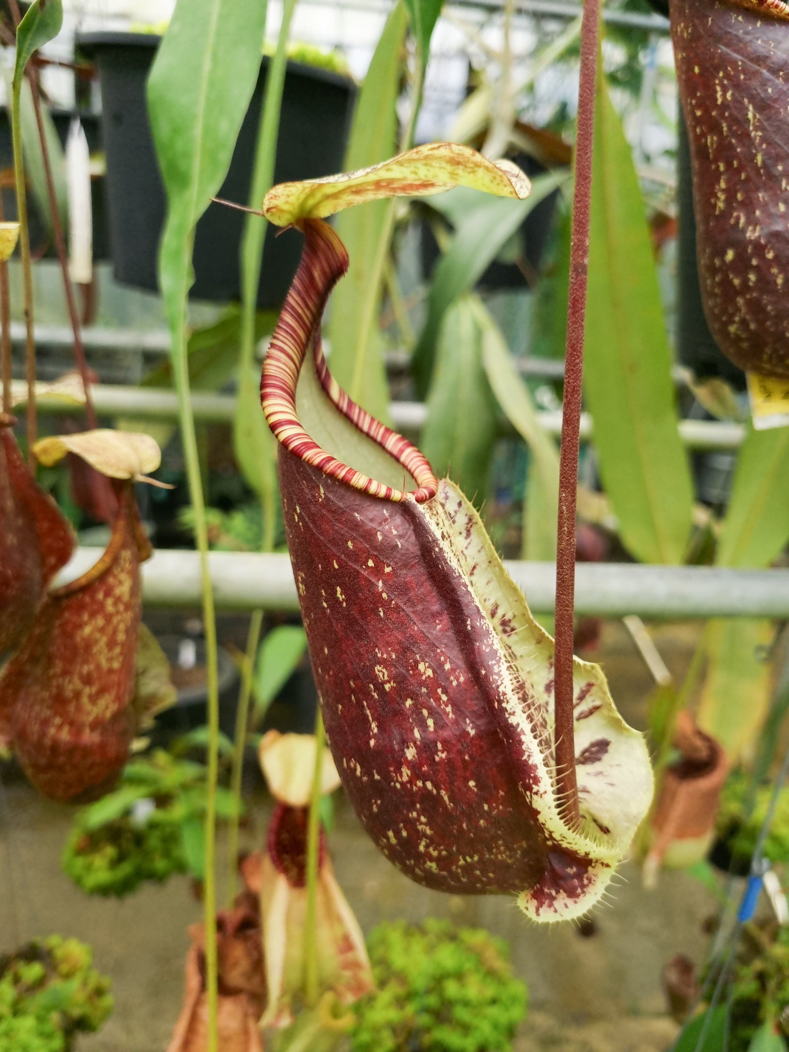 Nepenthes hemsleyana pitcher plant carnivorous plants sale Singapore lower pitcher