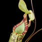 Nepenthes hemsleyana pitcher plant carnivorous plants sale Singapore peristome detail