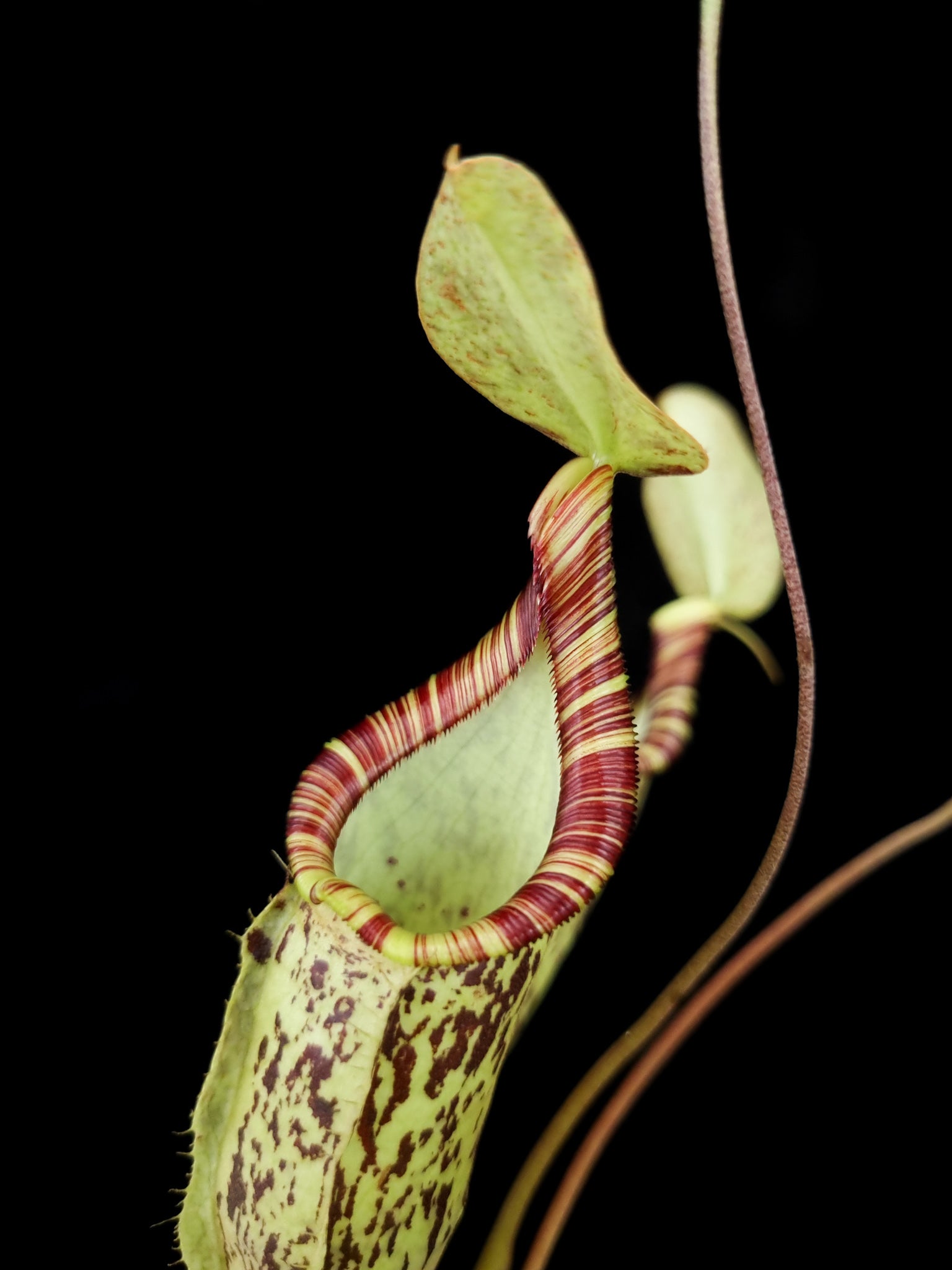 Nepenthes hemsleyana pitcher plant carnivorous plants sale Singapore peristome detail