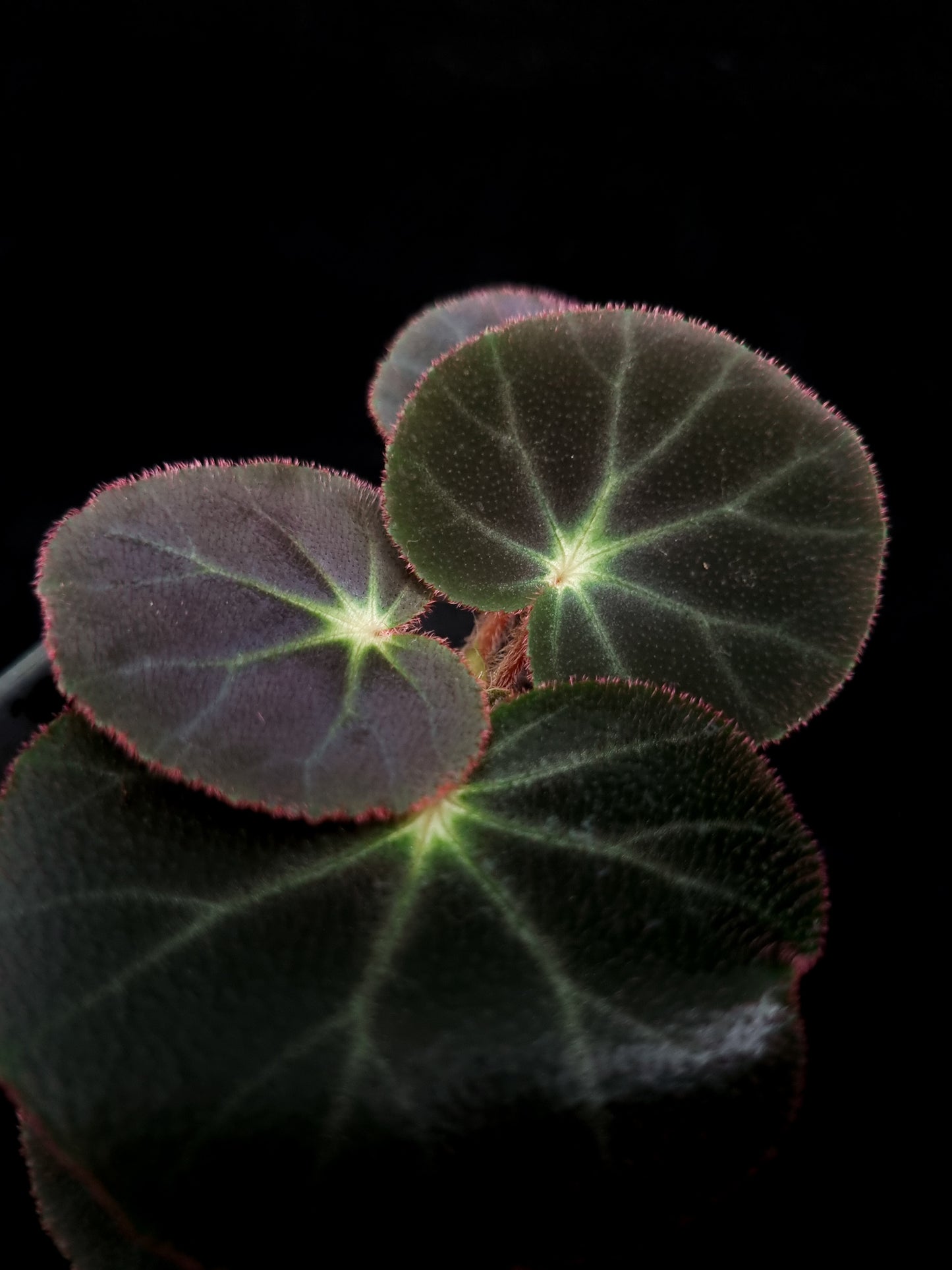 Begonia subacida potted plant sale Singapore leaf detail