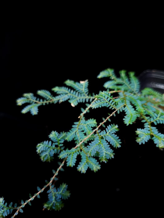 Selaginella uncinata peacock moss potted plant sale Singapore side view