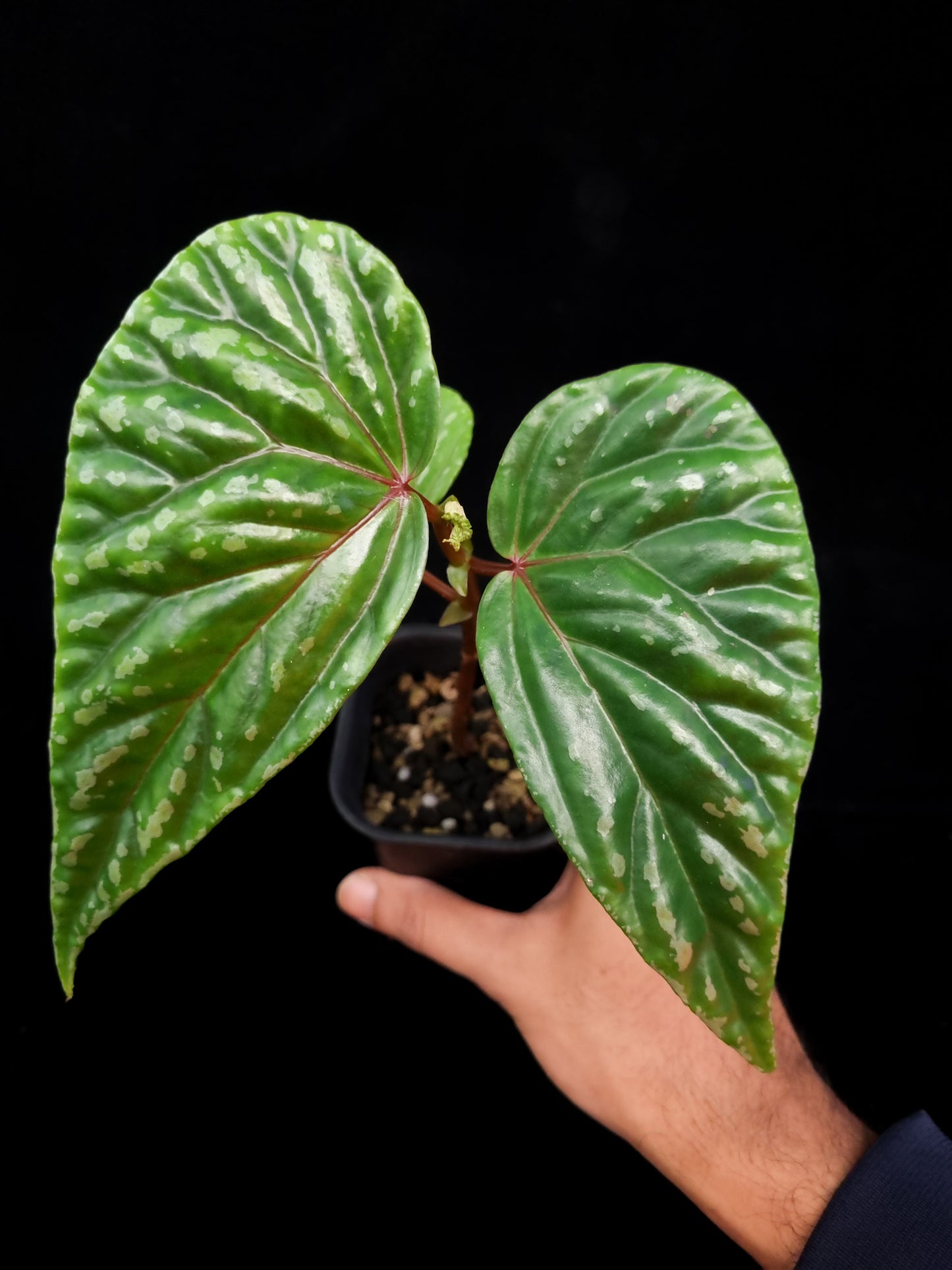 Begonia bengohensis potted plant sale Singapore top view