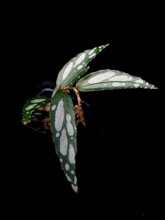 Begonia sp. Julau Type-II sale Singapore potted plant leaf detail