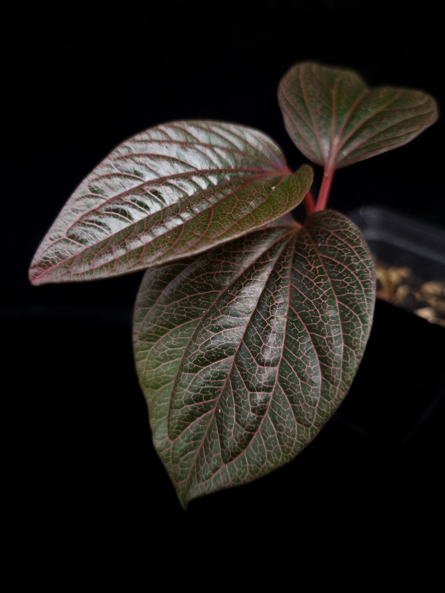 Piper sp. West Kalimantan potted plant sale Singapore leaf detail