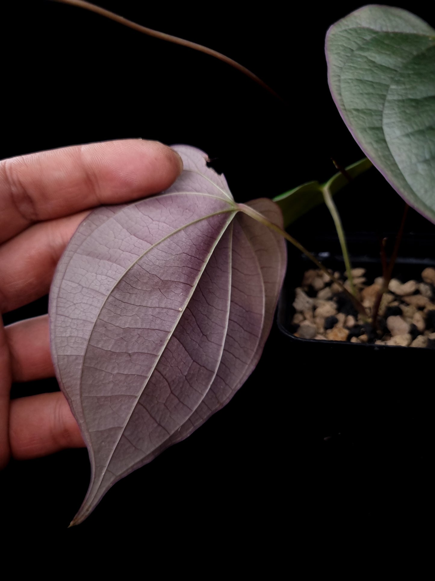 Dioscorea sp. Kalimantan potted plant sale Singapore leaf underside