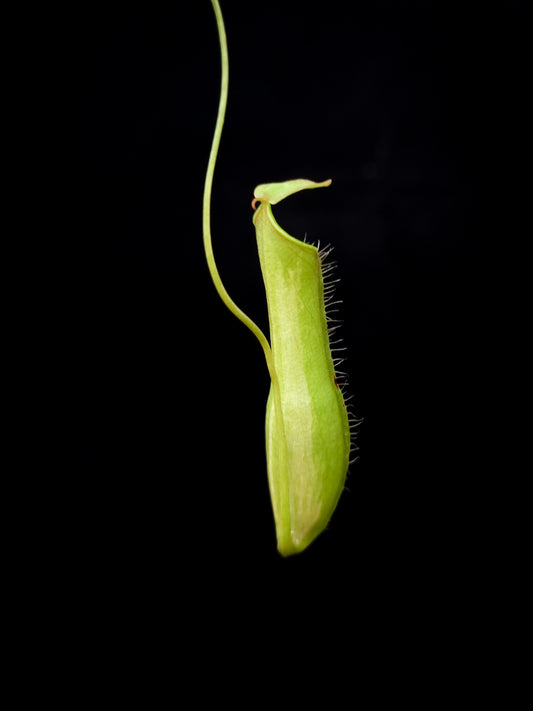 Nepenthes gracilis variegated pitcher plant sale Singapore pitcher detail