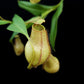 Nepenthes gracilis squat pitcher plant sale Singapore