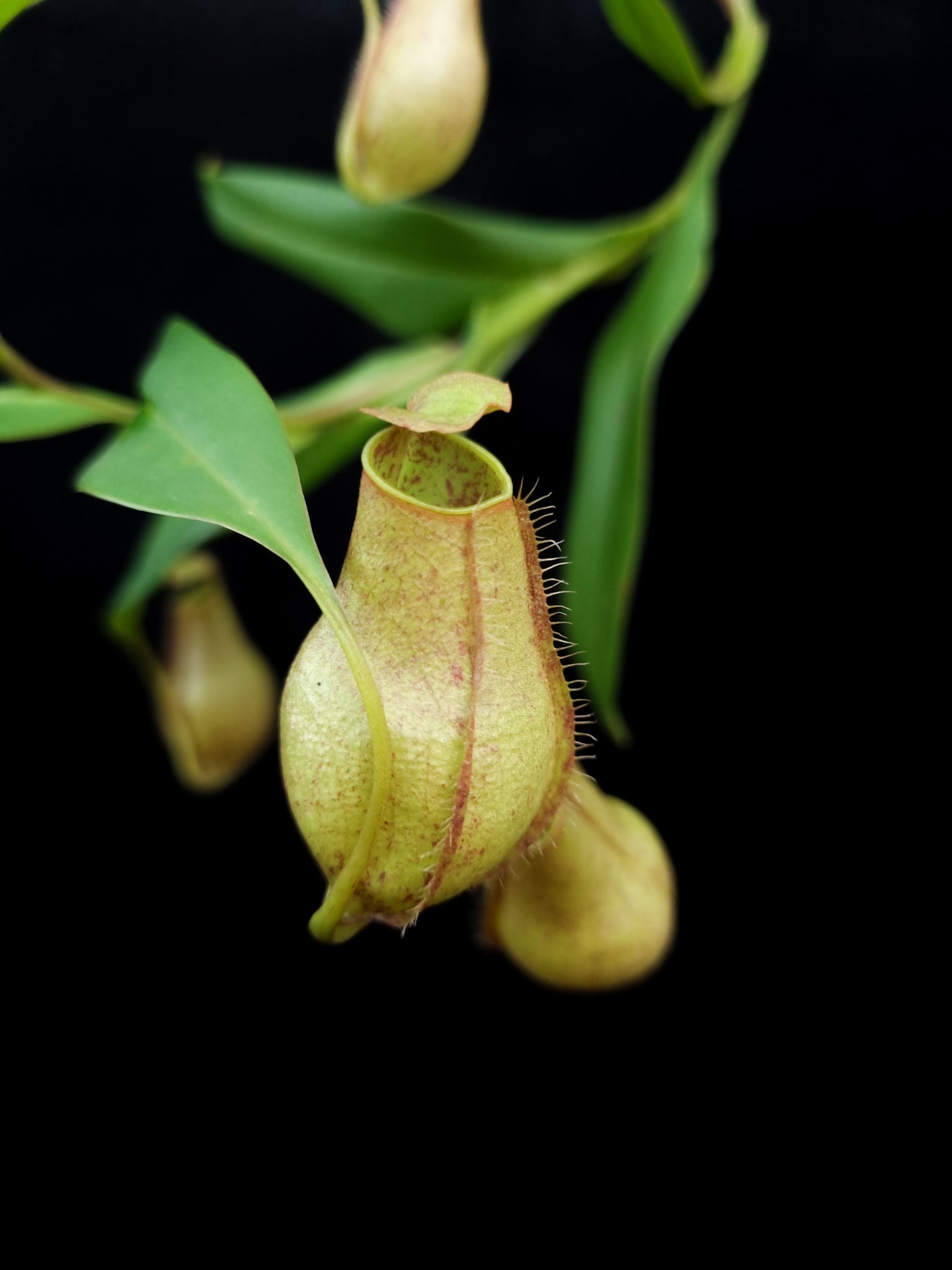 Nepenthes gracilis squat pitcher plant sale Singapore