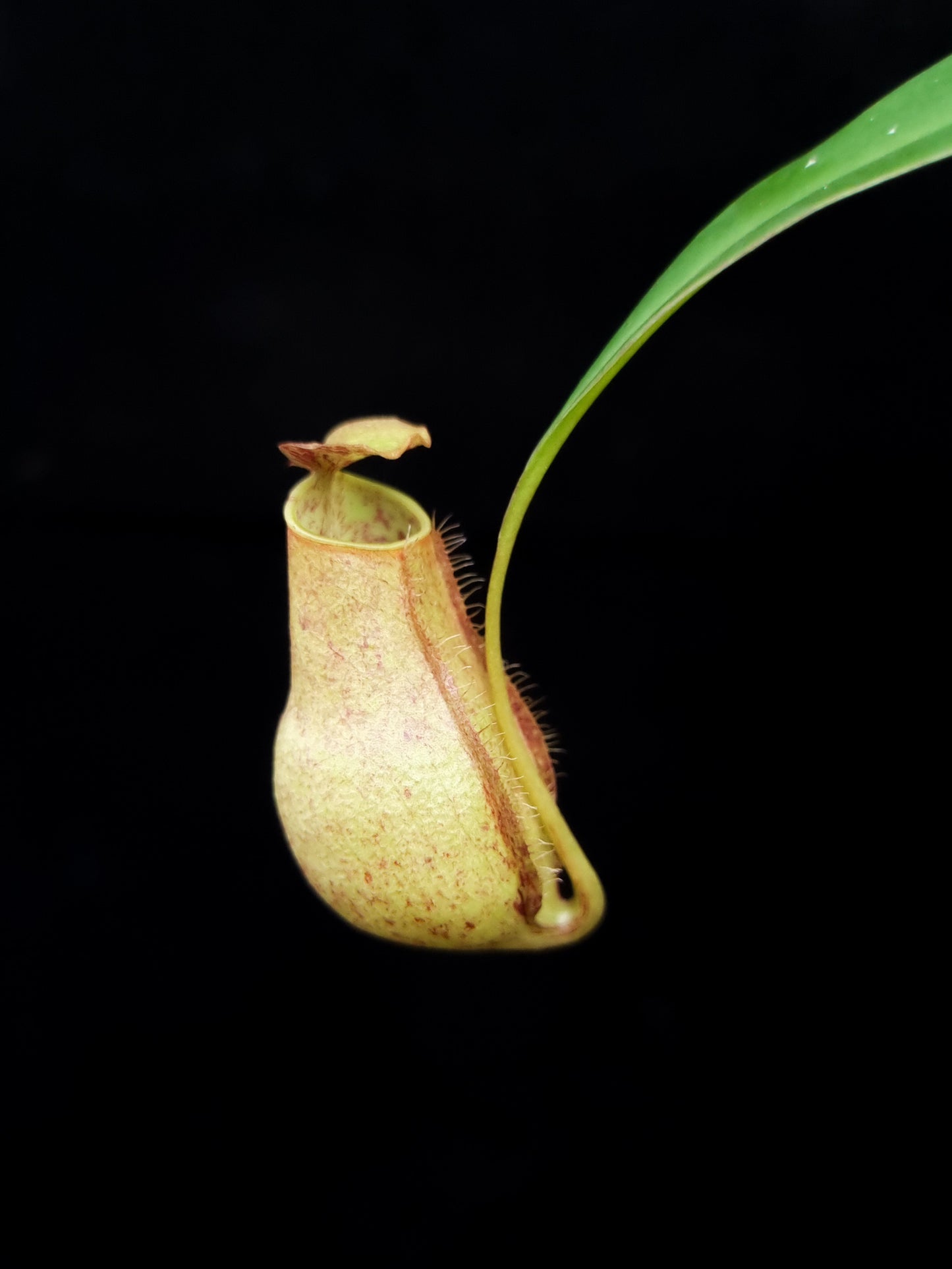 Nepenthes gracilis squat pitcher plant sale Singapore