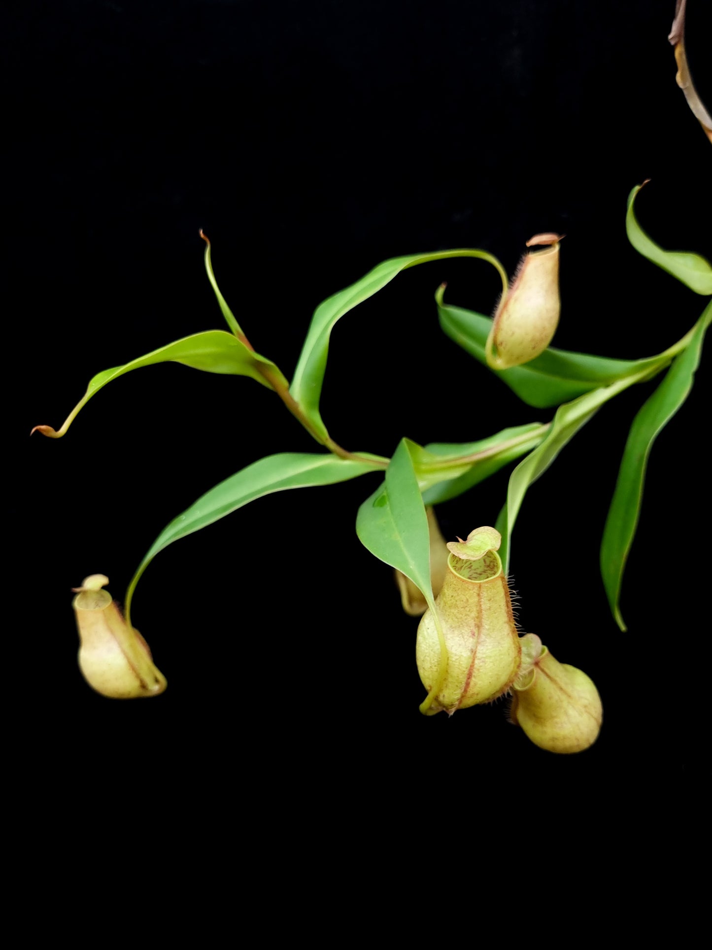 Nepenthes gracilis squat pitcher plant sale Singapore