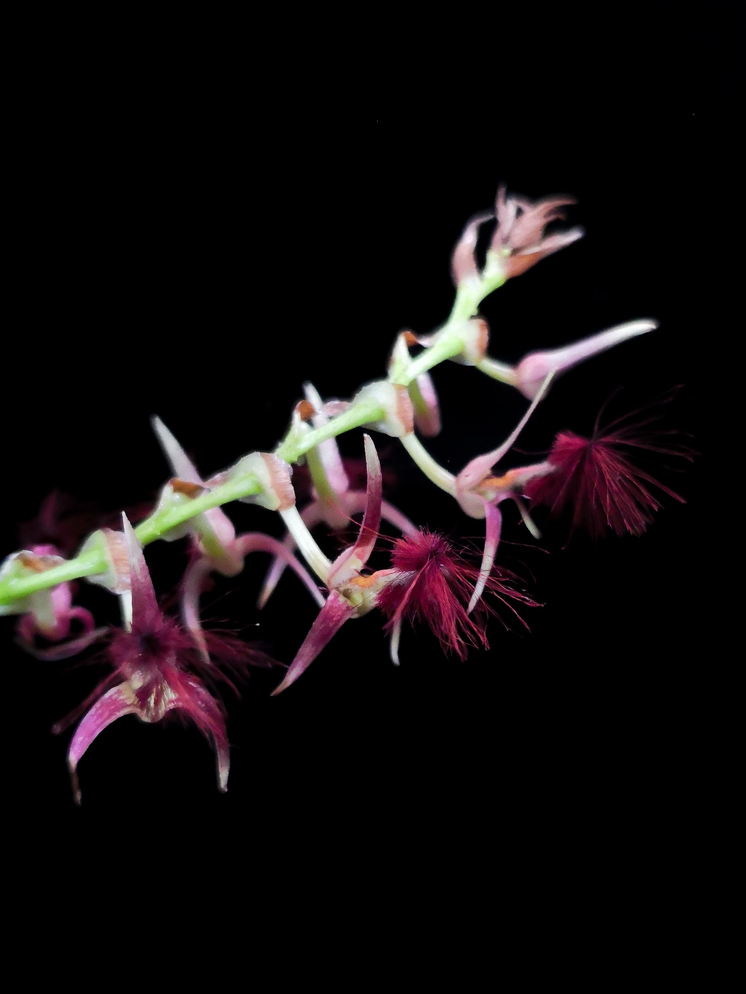 Bulbophyllum barbigerum orchid sale Singapore flower detail