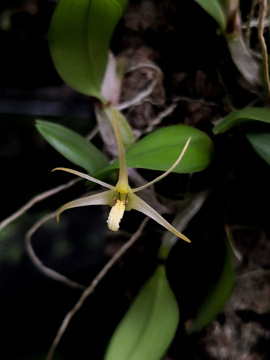 Diplocaulobium sp. Halmahera orchid sale Singapore