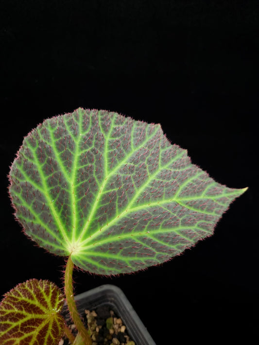 Begonia chloroneura sale Singapore potted plant leaf detail