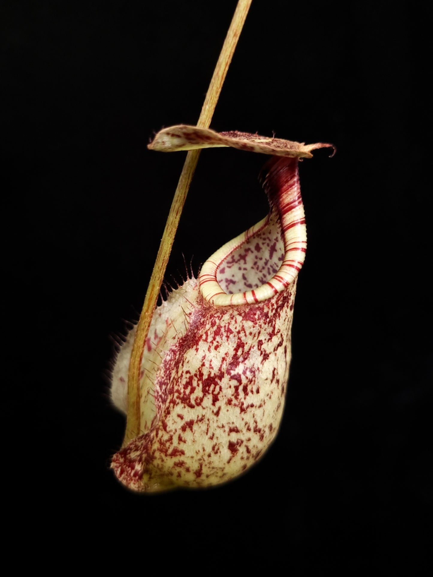 Nepenthes rafflesiana pitcher plant sale Singapore 