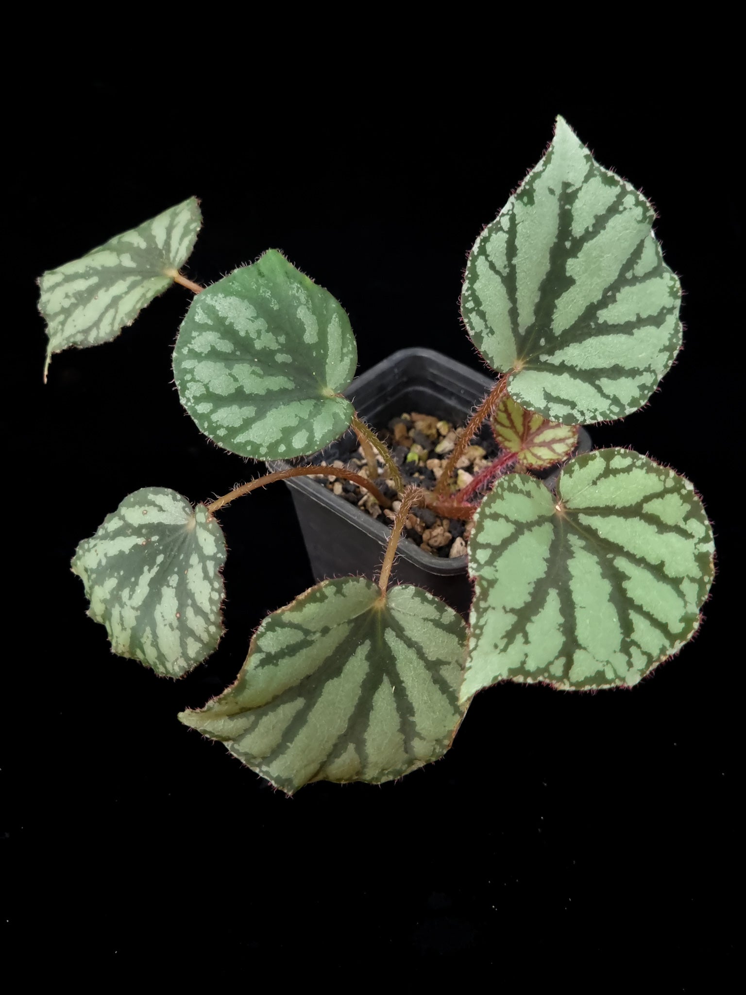 Begonia luzonensis | Potted plant Singapore | Black Toe Tropicals