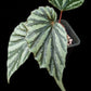 Begonia sp. Irian Jaya U682 potted plant sale Singapore leaf detail