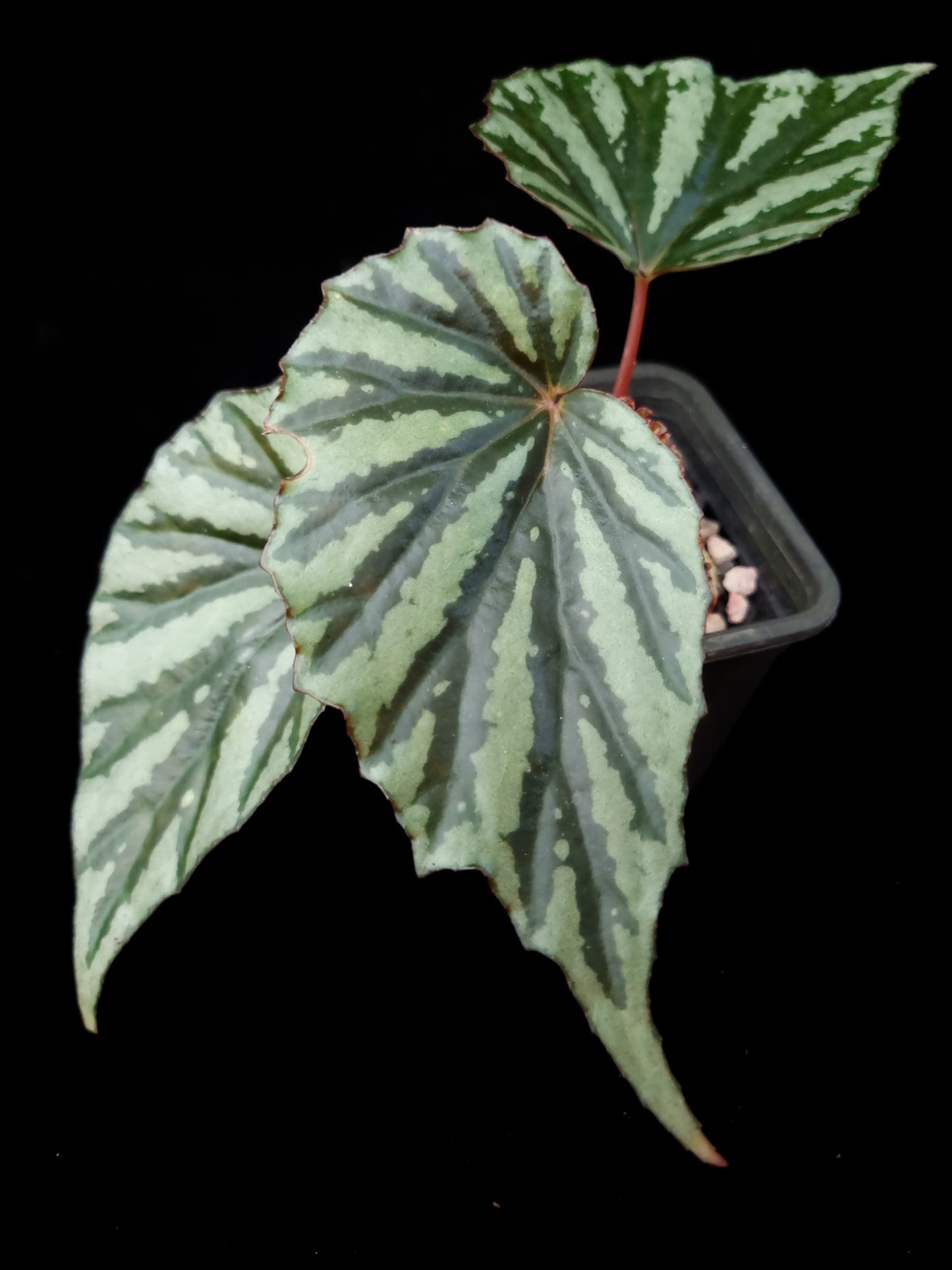 Begonia sp. Irian Jaya U682 potted plant sale Singapore leaf detail