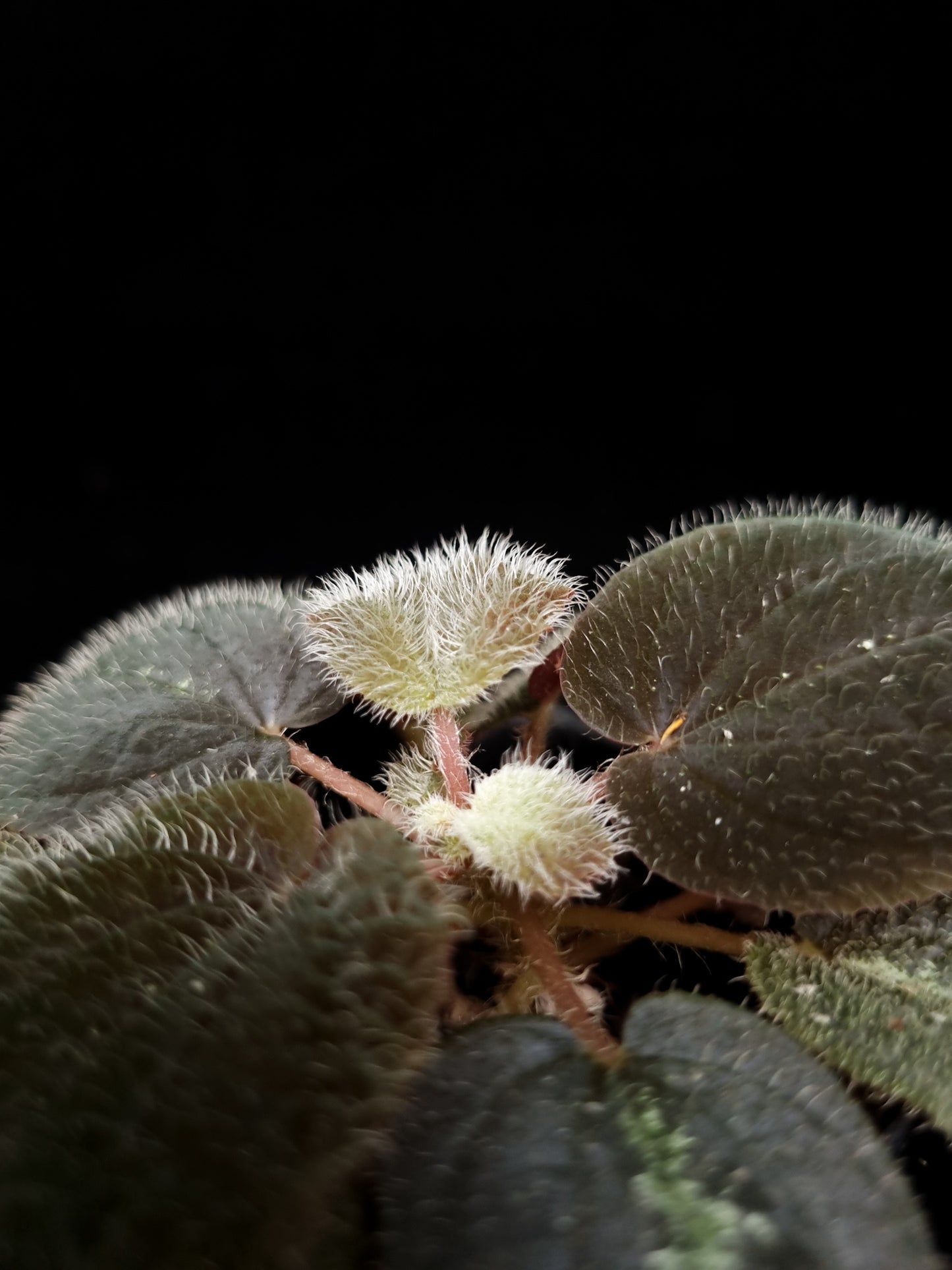 Bertolonia maculata sale Singapore potted plant leaf detail