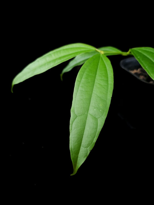 Hoya medinillifolia sale Singapore potted plant leaf detail