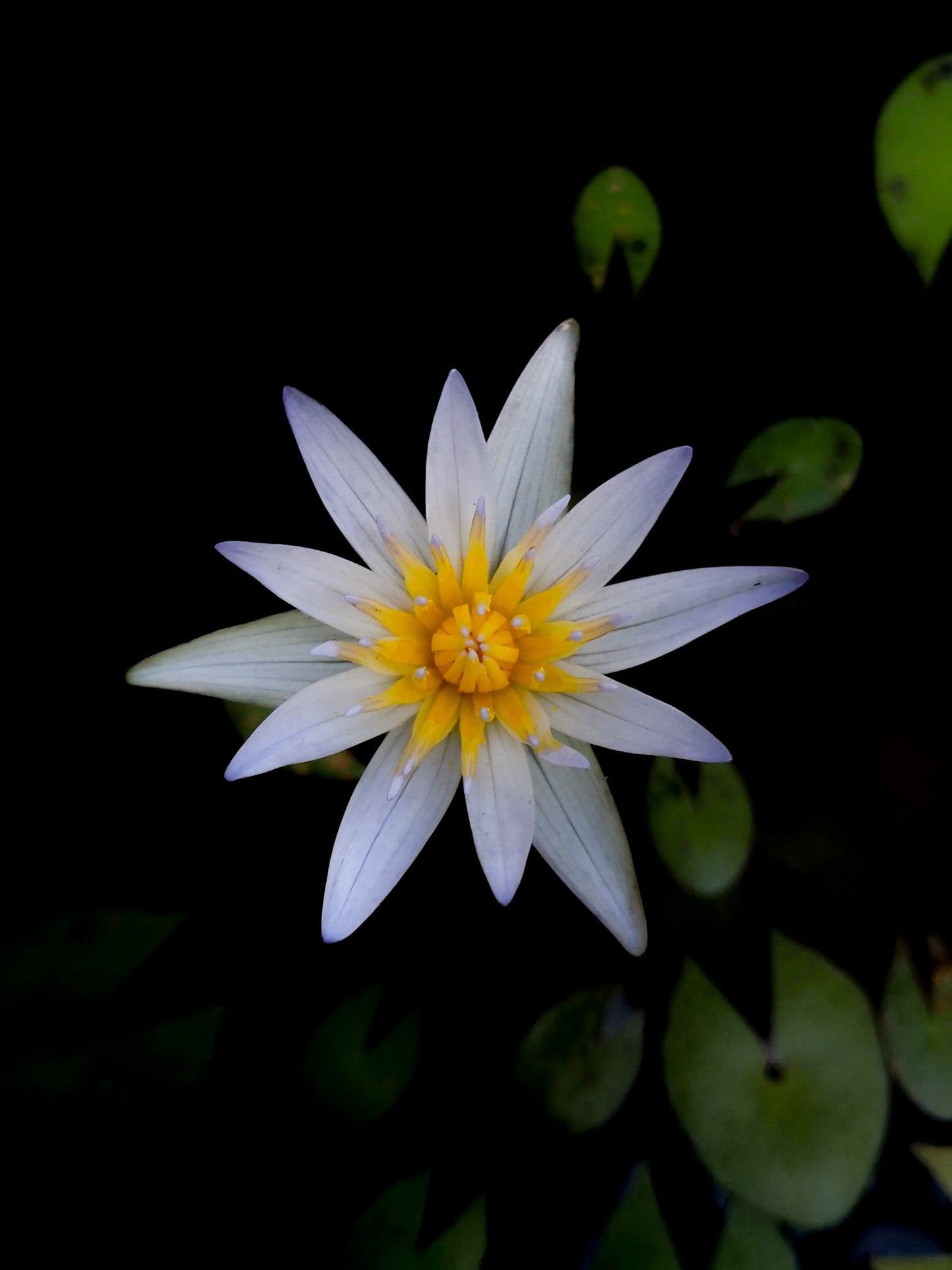 Nymphaea dwarf water lily sale Singapore flower detail