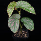 Begonia negrosensis sale Singapore potted plant side view