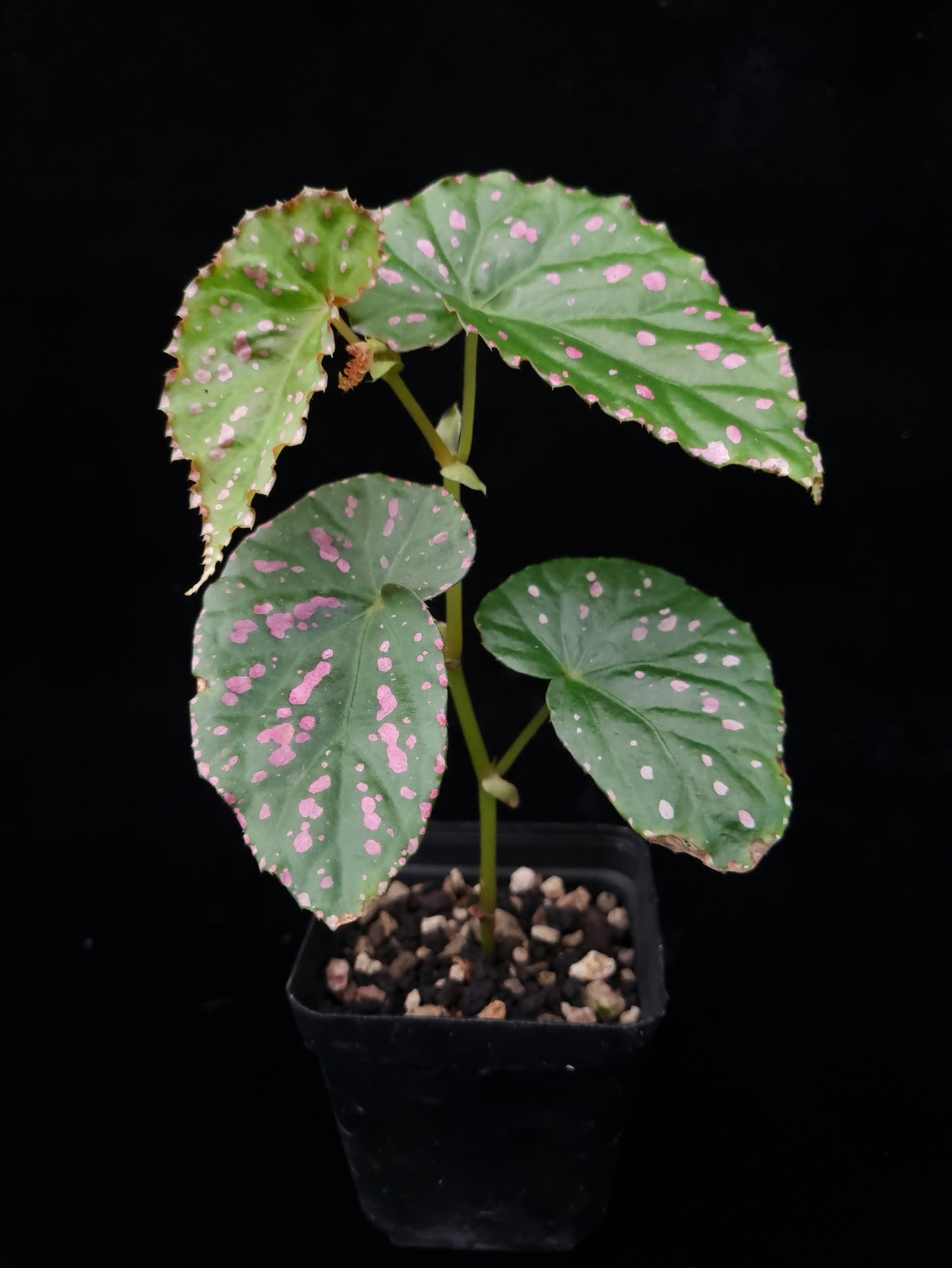 Begonia negrosensis sale Singapore potted plant side view