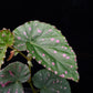 Begonia negrosensis sale Singapore potted plant leaf detail