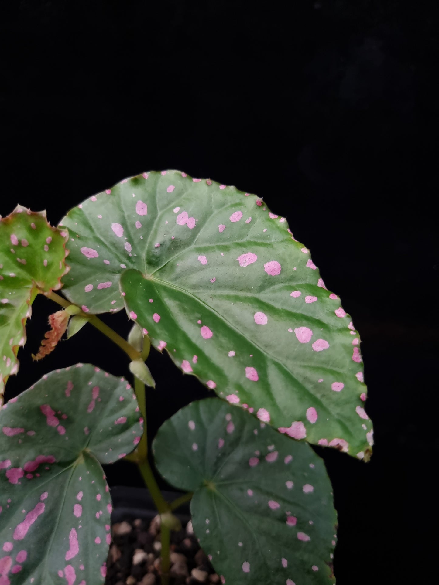 Begonia negrosensis sale Singapore potted plant leaf detail