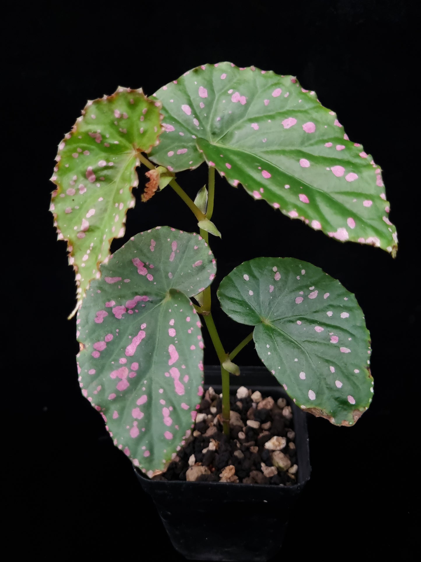 Begonia negrosensis sale Singapore potted plant side view