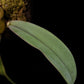 Bulbophyllum orthosepalum orchid sale Singapore